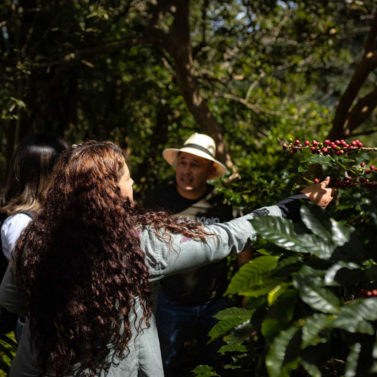 Honduras Montecillos Catuai Washed – Medium Roast Specialty Coffee, 50g Sample