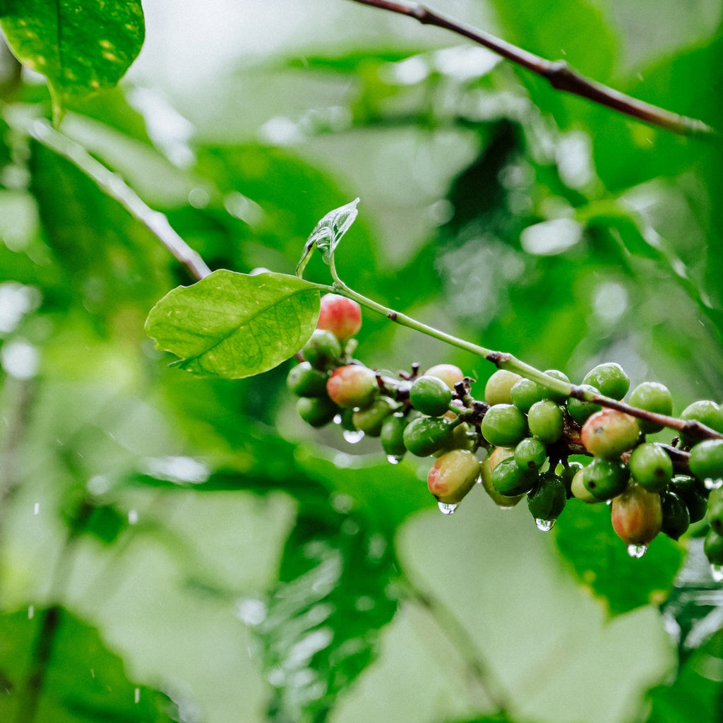 Honduran Espresso Blend – Medium-Dark Roast Specialty Coffee