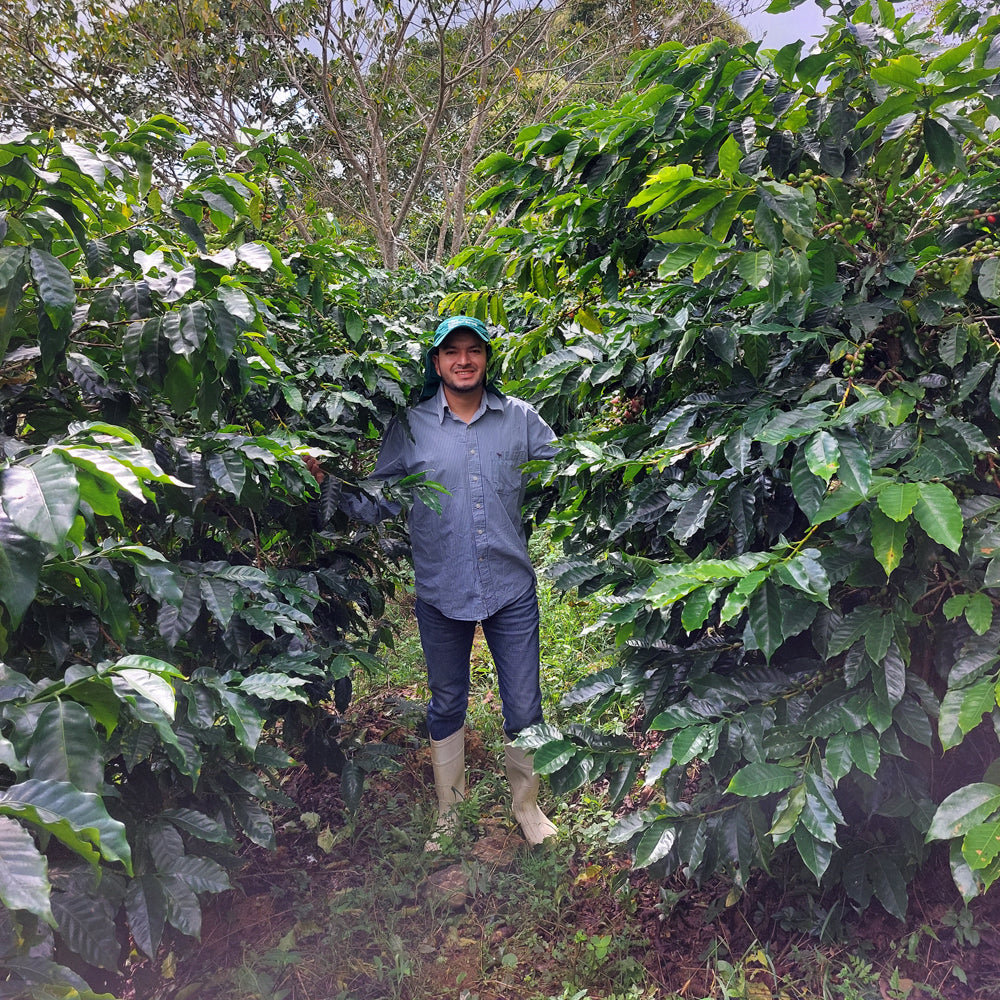 Honduran Espresso Blend – Medium-Dark Roast Specialty Coffee