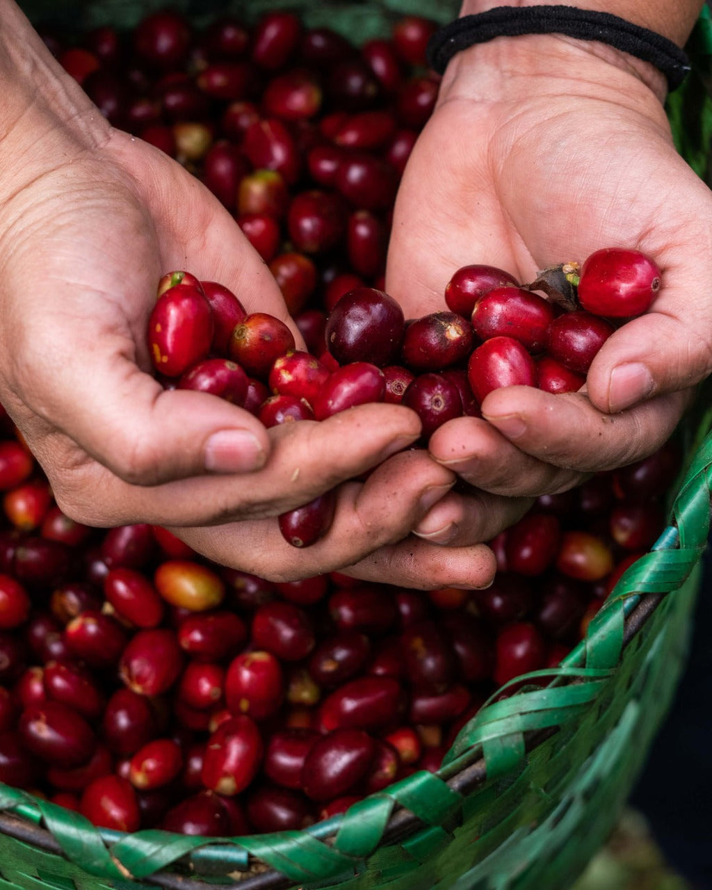 Honduras Monte Fresco Parainema Washed – Medium Roast Specialty Coffee, 6-Pack 4.5lb