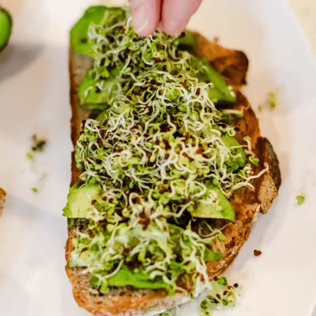 Sprout Spout Broccoli Starter Kit: Sprout Spout + 4oz or 1lb seeds + Free Sprout Scoop