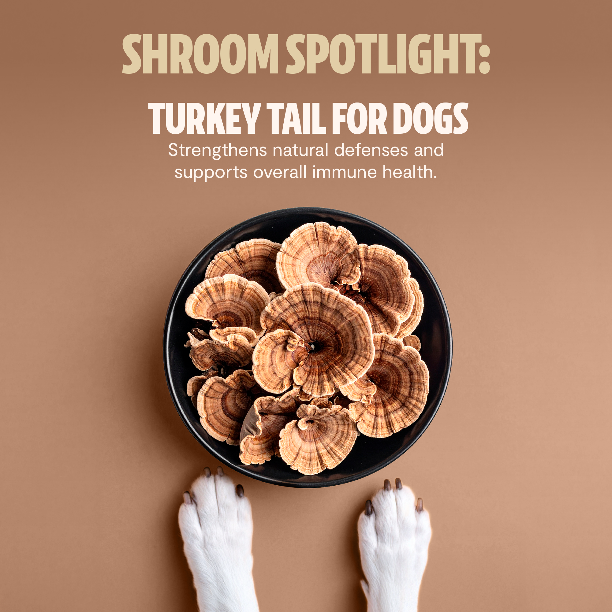 Organic Mushroom Complex for Dogs